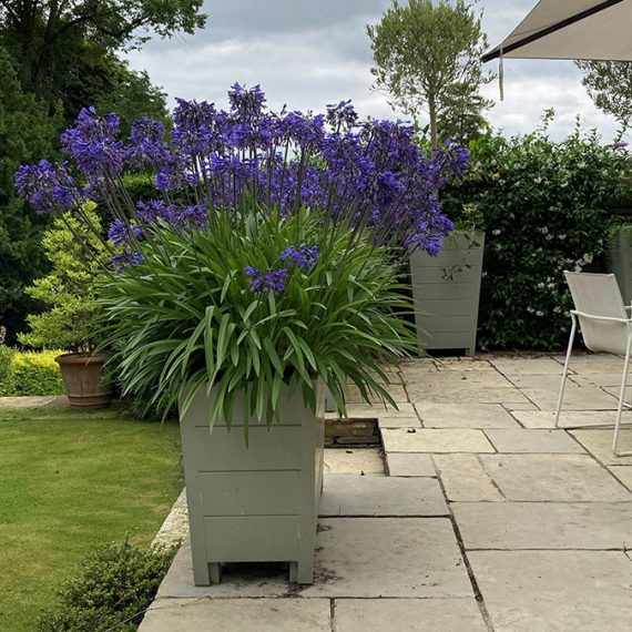 beautiful painted Accoya wood rectangle planters planted with alliums