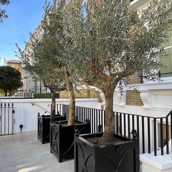 Bespoke black Regency-style Accoya wooden planters with decorative panels, planted with mature olive trees on a London townhouse terrace.