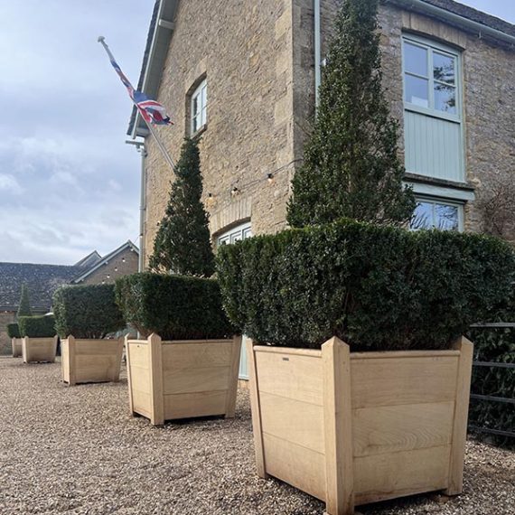 Large bespoke tapered oak wooden planters with sculpted topiary trees lining the entrance to Daylesford Organic in the Cotswolds.