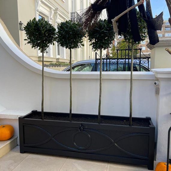Long Accoya regency style trough planter painted in black, planted with four standard bay laurel trees outside a white London stucco property.