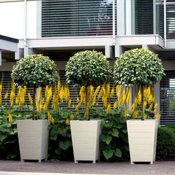 Topiary cotswold garden hardwood keble no2 planter