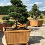 Extra large tapered hardwood planter with cloud tree planting