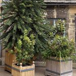 Large specimen tree planters in oak