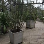 Oak wooden planters at the University of Cambridge glasshouse
