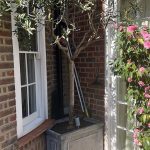 Bespoke curved lead planter make to fit tightly into a brick wall crevice, housing a mature olive tree.
