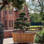 Large statement hardwood Versailles-style planter in private Surrey estate.